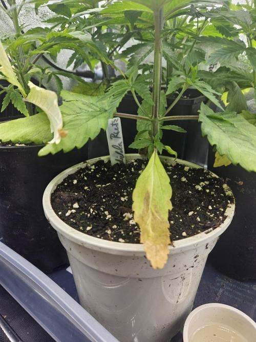 Forbidden Runtz Guerilla Grow. Week 3