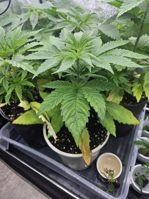 Forbidden Runtz Guerilla Grow. Week 3