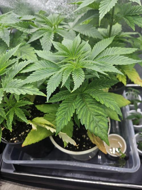 Forbidden Runtz Guerilla Grow. Week 3