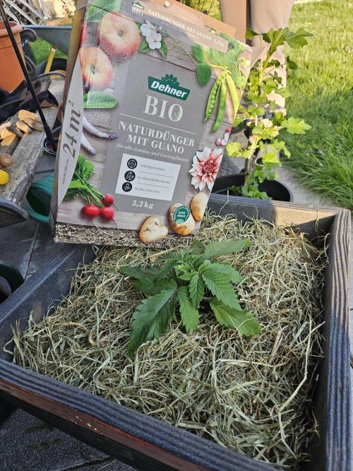 Slushberry Mintz - Outdoor vs Indoor. Week 3