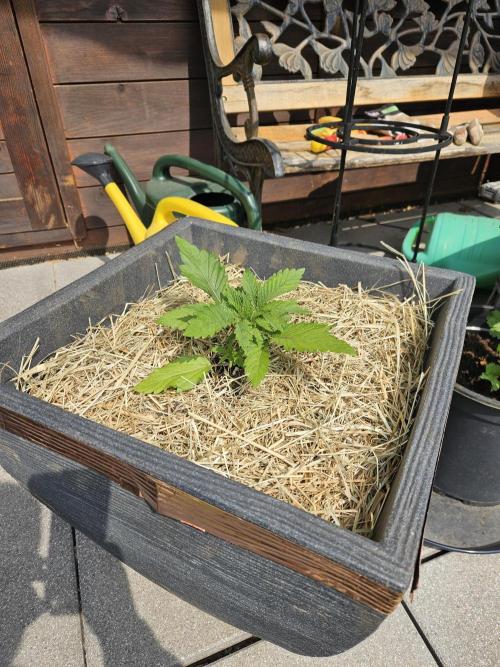 Slushberry Mintz - Outdoor vs Indoor. Week 3