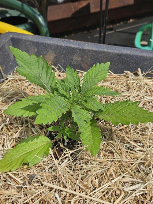 Slushberry Mintz - Outdoor vs Indoor. Week 3