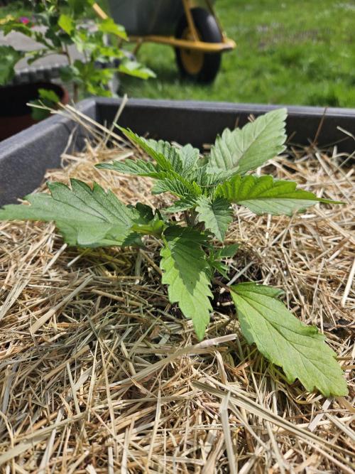 Slushberry Mintz - Outdoor vs Indoor. Week 3