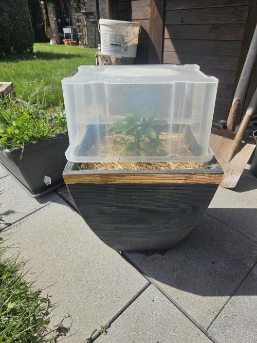 Slushberry Mintz - Outdoor vs Indoor. Week 3