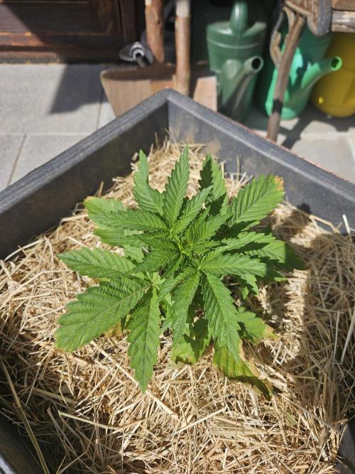 Slushberry Mintz - Outdoor vs Indoor. Week 3