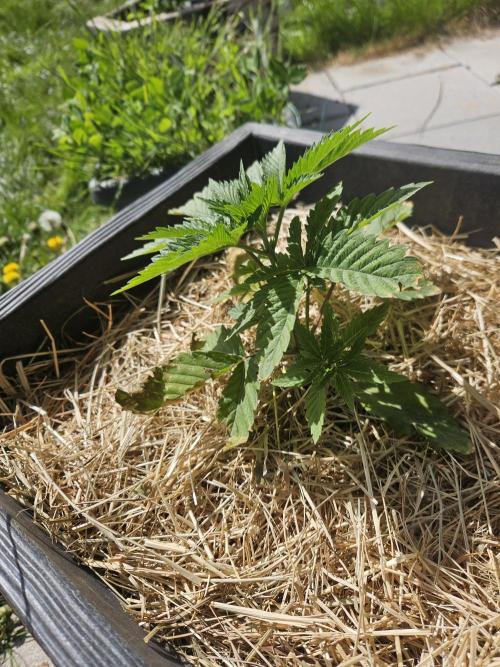 Slushberry Mintz - Outdoor vs Indoor. Week 3