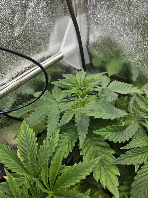 Slushberry Mintz - Outdoor vs Indoor. Week 3