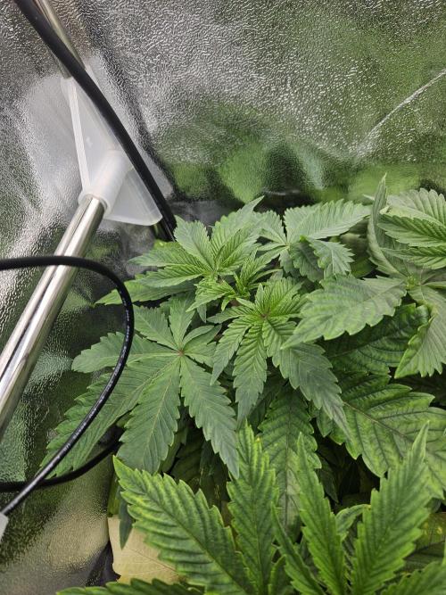 Slushberry Mintz - Outdoor vs Indoor. Week 3
