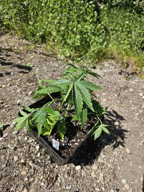 Hellfire OG - Guerilla Grow. Week 3