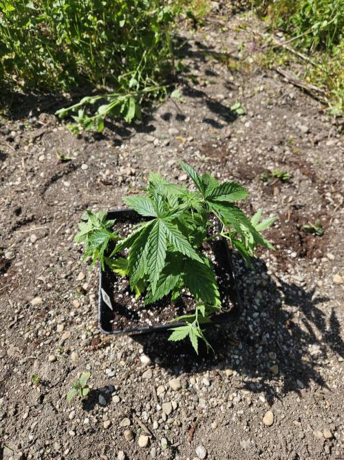 Hellfire OG - Guerilla Grow. Week 3