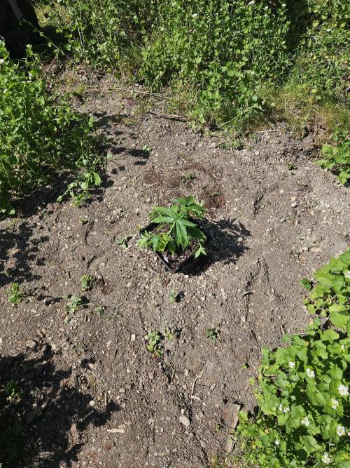 Hellfire OG - Guerilla Grow. Week 3