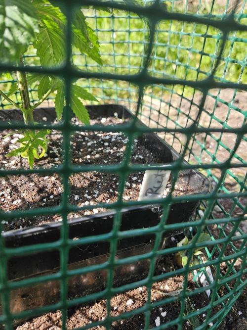 Forbidden Runtz Guerilla Grow. Week 3