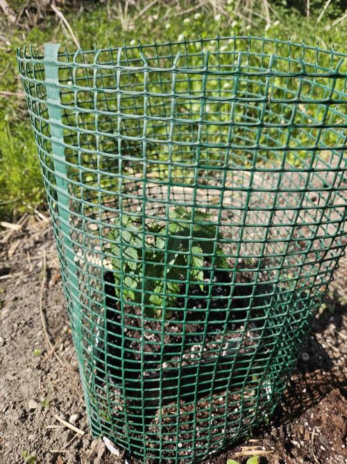 Forbidden Runtz Guerilla Grow. Week 3