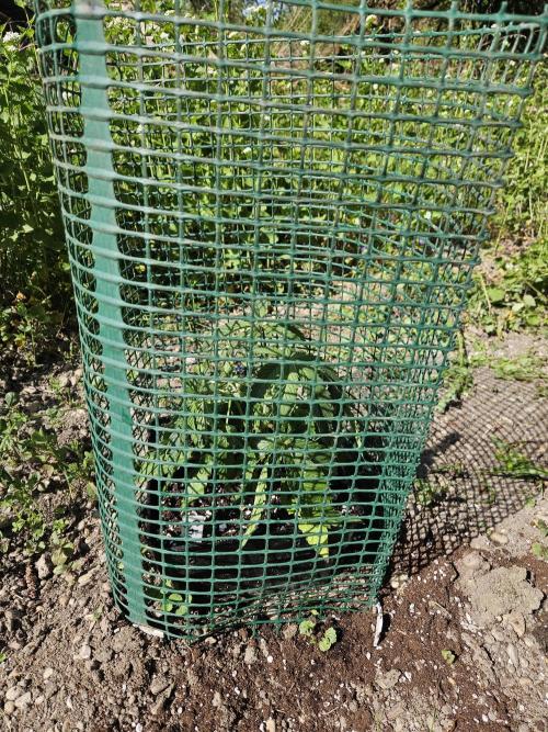 Strawberry Guawa - Guerilla Grow. Week 3