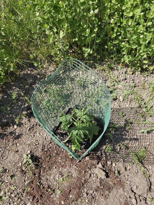 Strawberry Guawa - Guerilla Grow. Week 3