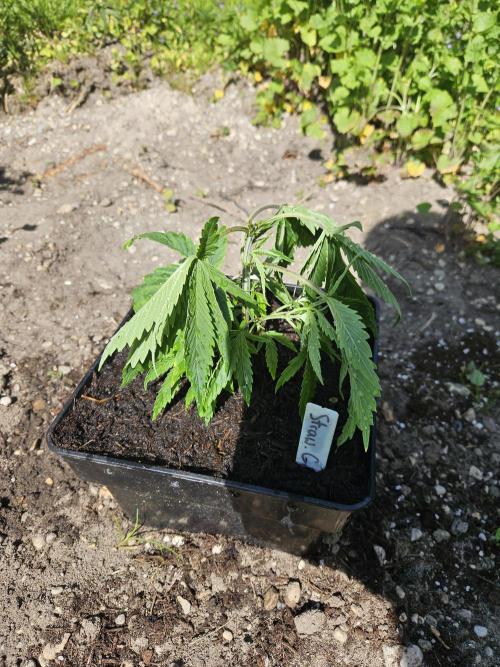 Strawberry Guawa - Guerilla Grow. Week 3