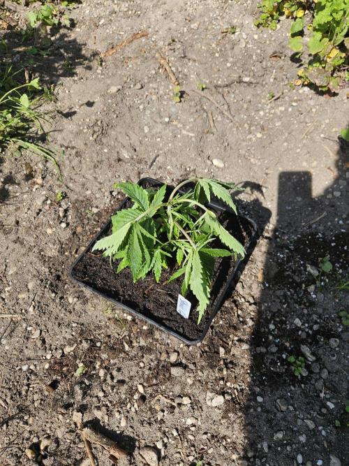 Strawberry Guawa - Guerilla Grow. Week 3