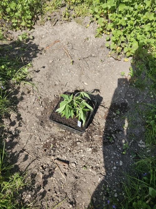 Strawberry Guawa - Guerilla Grow. Week 3