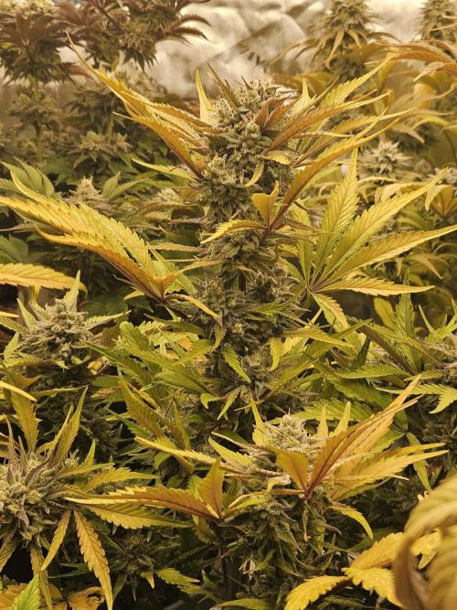 Gorilla Cookies Auto - Winter grow. Week 11