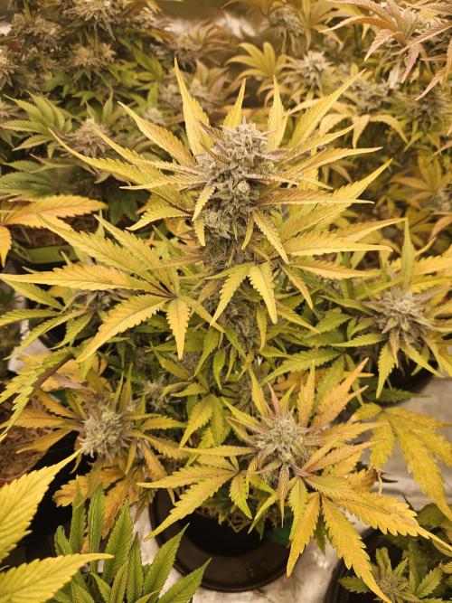 Gorilla Cookies Auto - Winter grow. Week 11