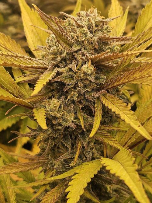 Gorilla Cookies Auto - Winter grow. Week 11