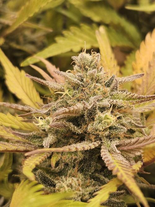 Gorilla Cookies Auto - Winter grow. Week 11