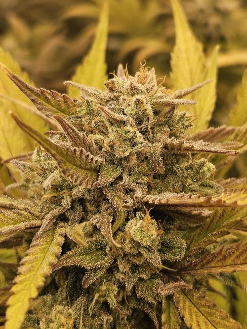 Gorilla Cookies Auto - Winter grow. Week 11