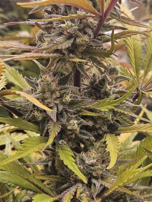 Gorilla Cookies Auto - Winter grow. Week 11