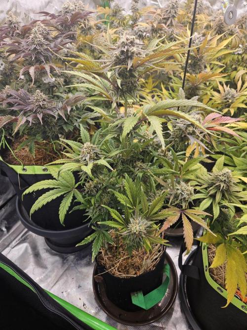 California Sour Diesel Auto Winter grow. Week 11