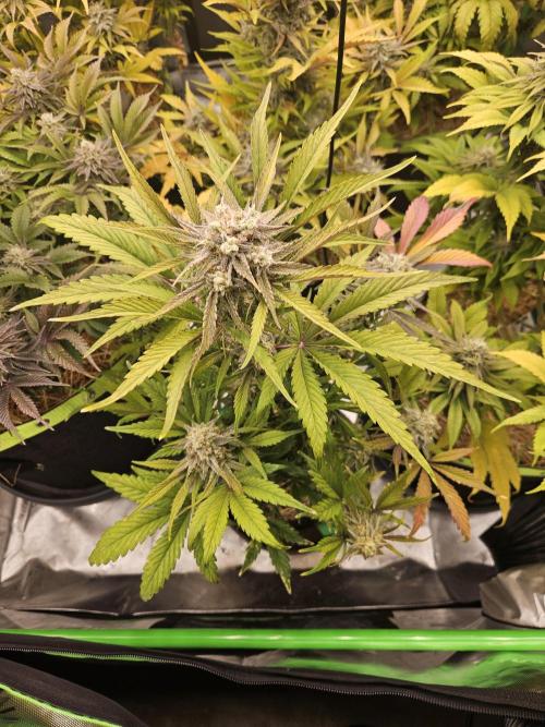 California Sour Diesel Auto Winter grow. Week 11