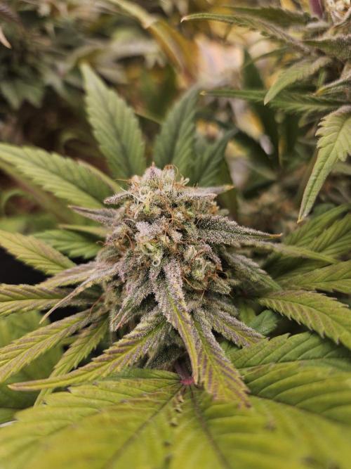 California Sour Diesel Auto Winter grow. Week 11