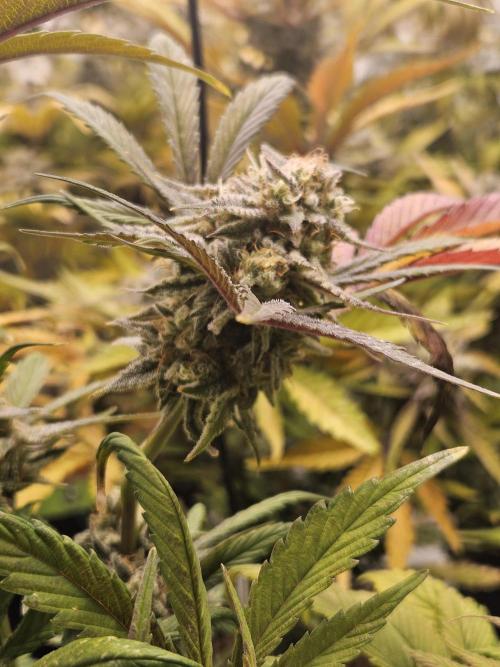 California Sour Diesel Auto Winter grow. Week 11