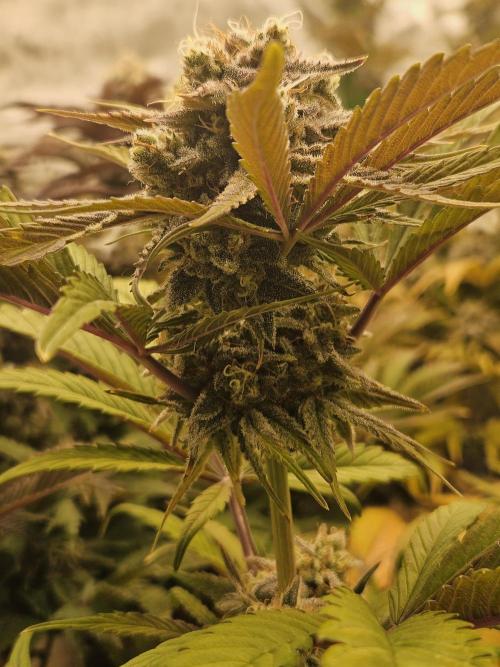 California Sour Diesel Auto Winter grow. Week 11