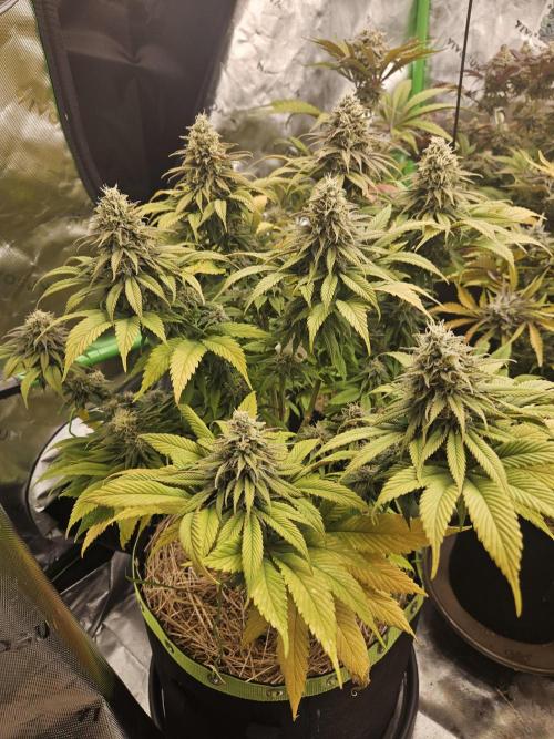Cherry Dream - Kannabia - Winter Grow. Week 14