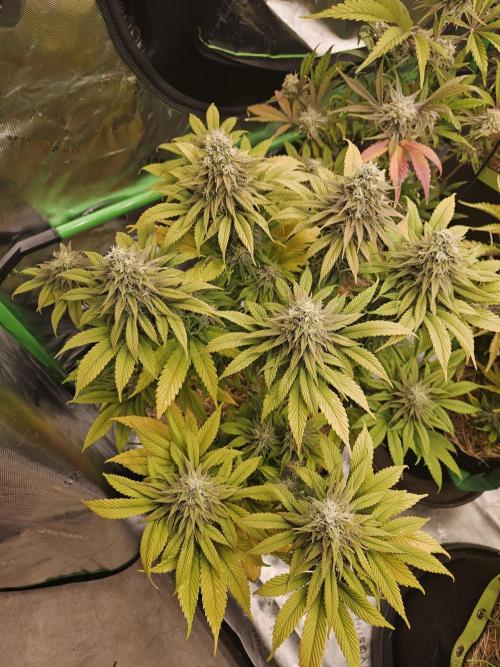 Cherry Dream - Kannabia - Winter Grow. Week 14