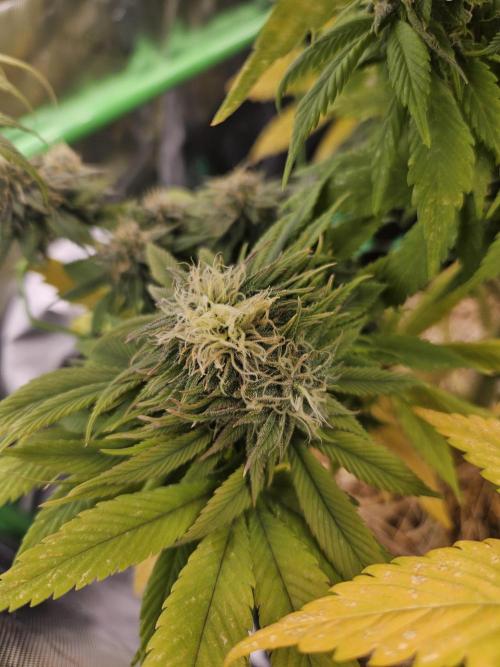 Cherry Dream - Kannabia - Winter Grow. Week 14
