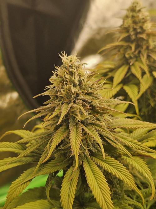 Cherry Dream - Kannabia - Winter Grow. Week 14