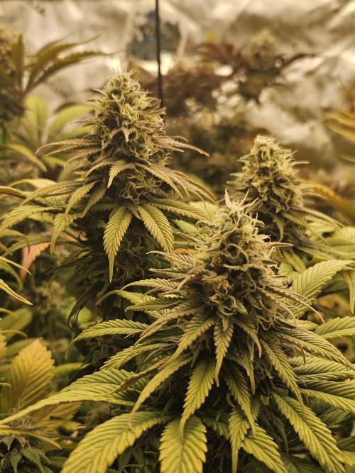 Cherry Dream - Kannabia - Winter Grow. Week 14