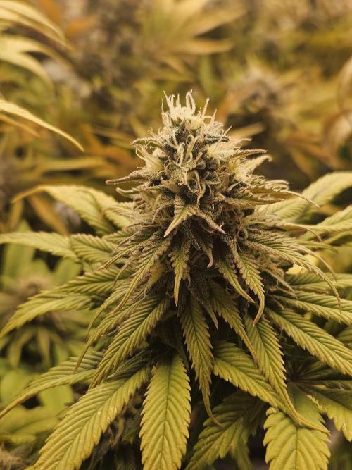 Cherry Dream - Kannabia - Winter Grow. Week 14