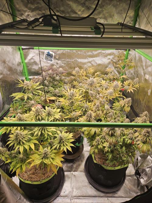 Hellfire OG - Kannabia - Winter Grow. Week 14