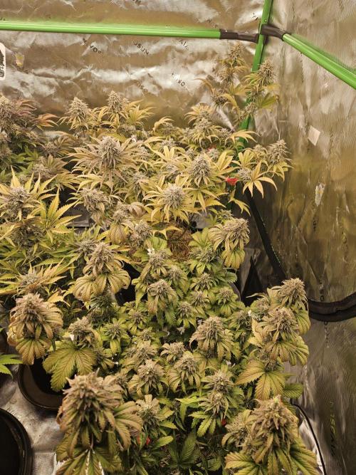 Hellfire OG - Kannabia - Winter Grow. Week 14