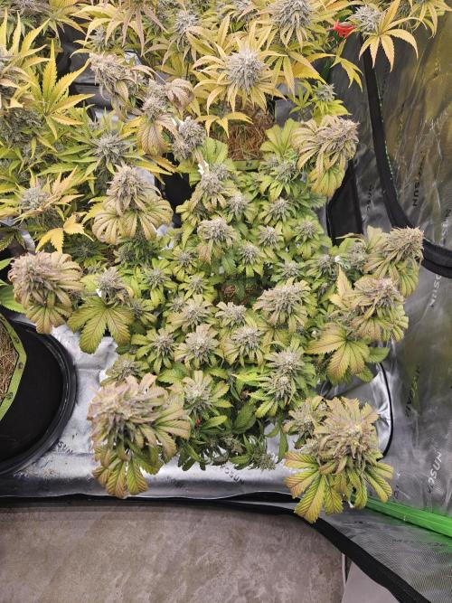 Hellfire OG - Kannabia - Winter Grow. Week 14