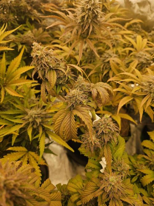 Hellfire OG - Kannabia - Winter Grow. Week 14