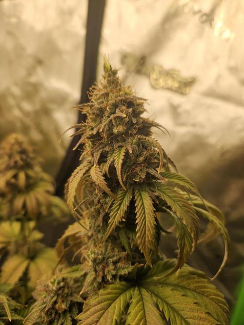 Hellfire OG - Kannabia - Winter Grow. Week 14