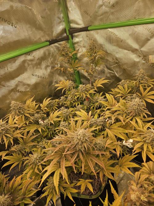 Hellfire OG - Kannabia - Winter Grow. Week 14