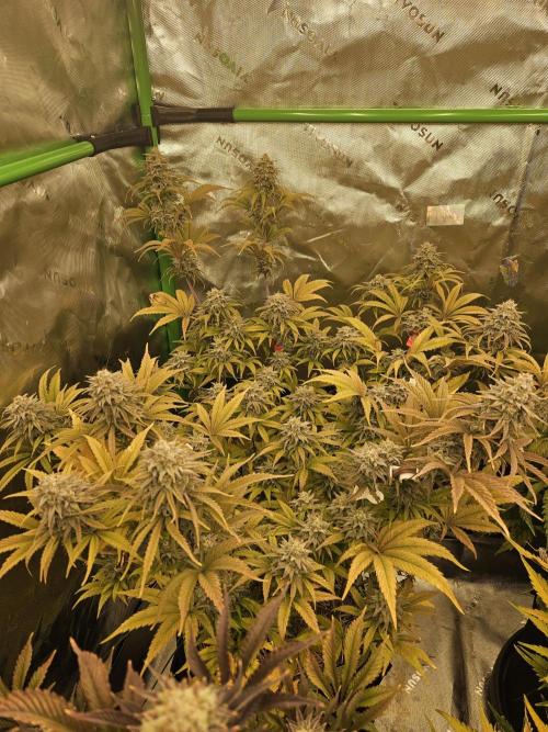 Hellfire OG - Kannabia - Winter Grow. Week 14