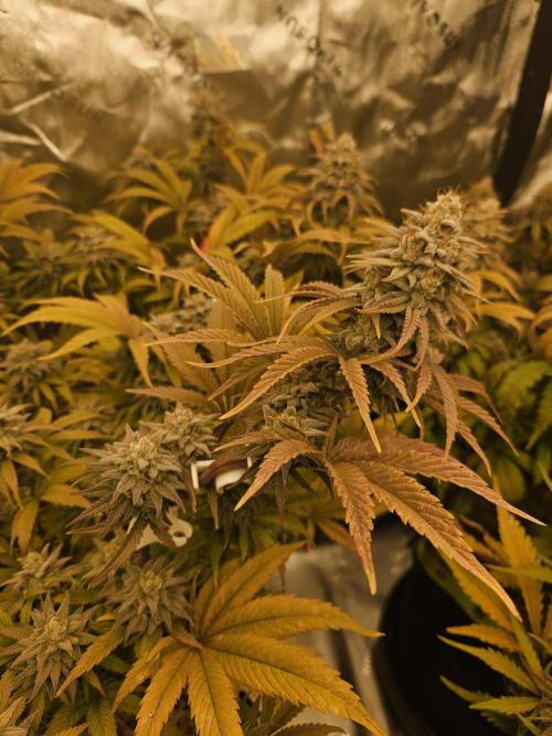 Hellfire OG - Kannabia - Winter Grow. Week 14
