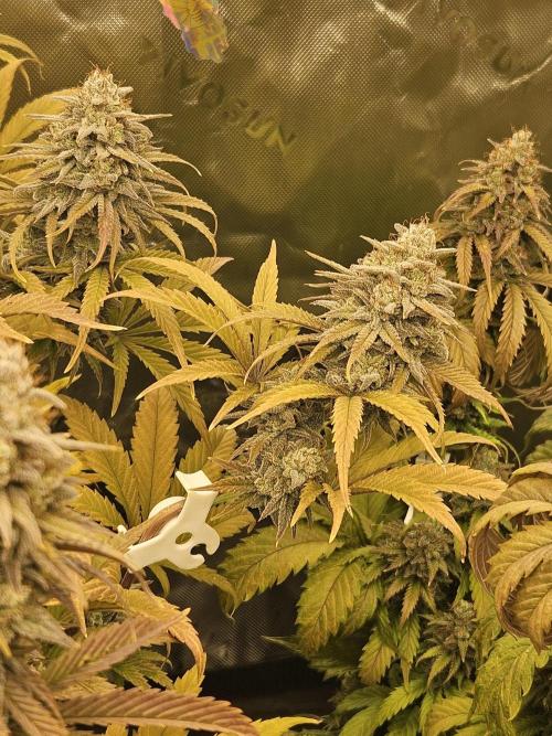 Hellfire OG - Kannabia - Winter Grow. Week 14