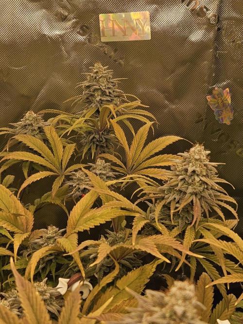 Hellfire OG - Kannabia - Winter Grow. Week 14