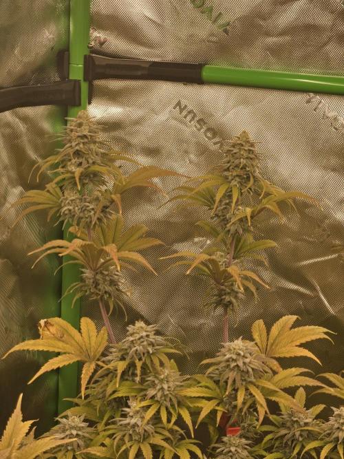 Hellfire OG - Kannabia - Winter Grow. Week 14